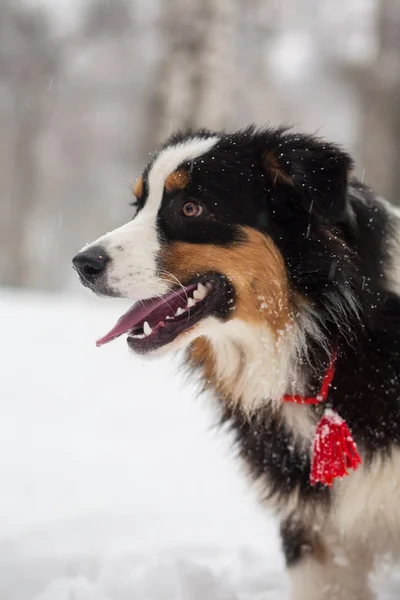 Забавная собака, играющая в снегу — стоковое фото