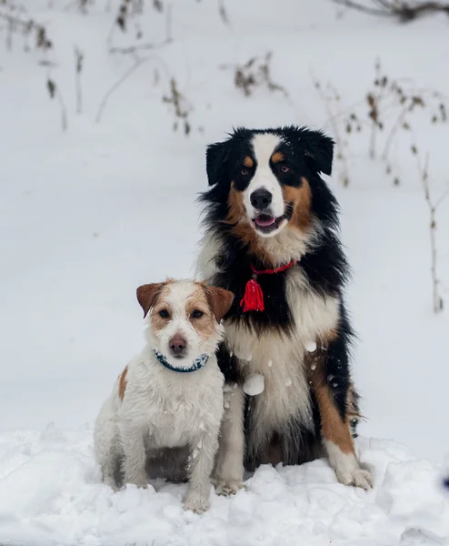 Karda oynayan komik köpek — Stok fotoğraf