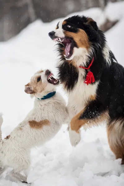 Karda oynayan komik köpek — Stok fotoğraf