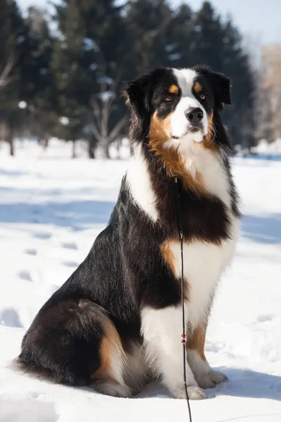 Schöne Hunde auf der großen Hundeausstellung — Stockfoto