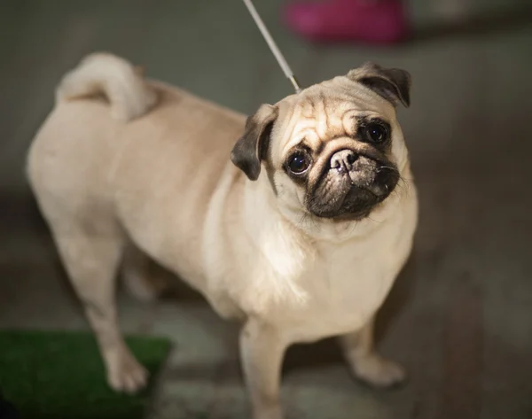 Hermosos perros en la gran exposición de perros —  Fotos de Stock