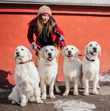güzel köpekler büyük köpek göstermek