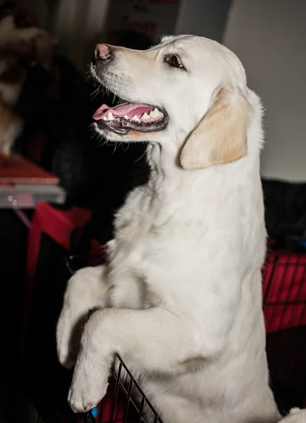 大きな犬ショーに美しい犬 — ストック写真