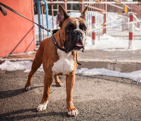 Hermosos perros en la gran exposición de perros —  Fotos de Stock