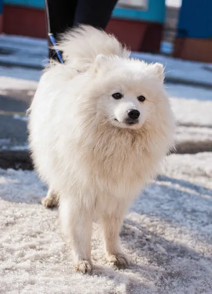 Mooie honden op de grote hondenshow — Stockfoto