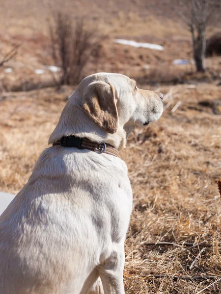 Un homme passe par Gore avec un chien labrador — Photo