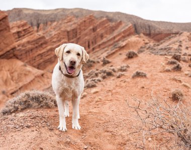 köpek doğada mesafe içine görünüyor
