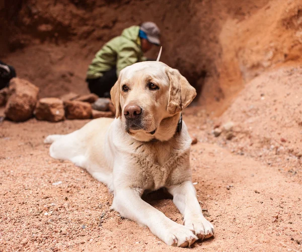 Perro en la naturaleza mira a la distancia — Foto de Stock