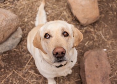 köpek doğada mesafe içine görünüyor