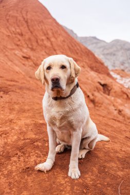 köpek doğada mesafe içine görünüyor