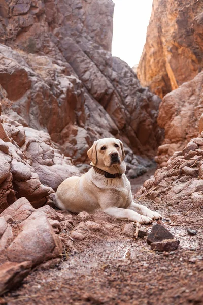 Köpek doğada mesafe içine görünüyor — Stok fotoğraf