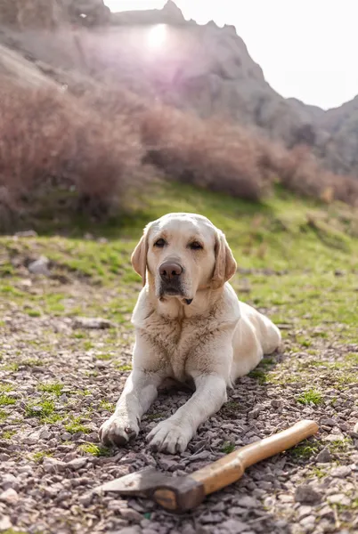 Perro al aire libre — Foto de Stock