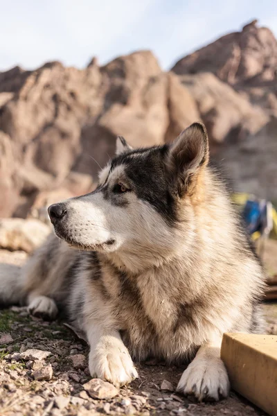 Chien en plein air — Photo