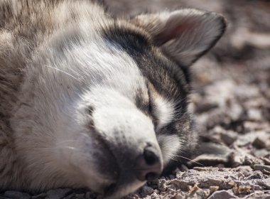 açık havada köpek
