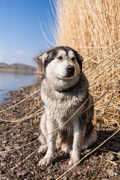 Cão ao ar livre — Fotografia de Stock