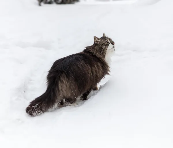 Πραγματική γάτα βουνό το χειμώνα — Φωτογραφία Αρχείου