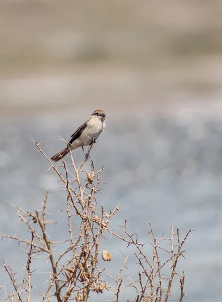 Oiseau dans la nature — Photo