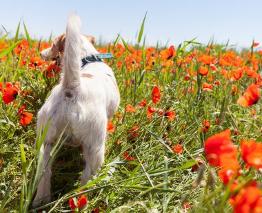 mensen spelen met de hond op de wilde tulpen