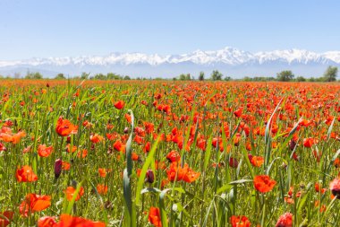 güzel dağ çiçeği