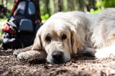 dağlarda çim güzel av köpeği