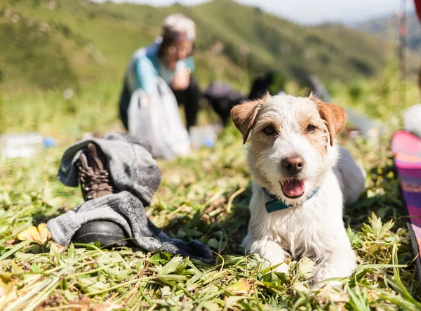 Hermoso recuperador en la hierba en las montañas — Foto de Stock