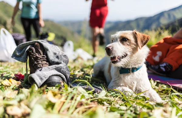 dağlarda çim güzel av köpeği