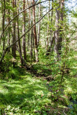 yeşil bitkiler, backgr için mükemmel şekiller ilginç örümcek ağları