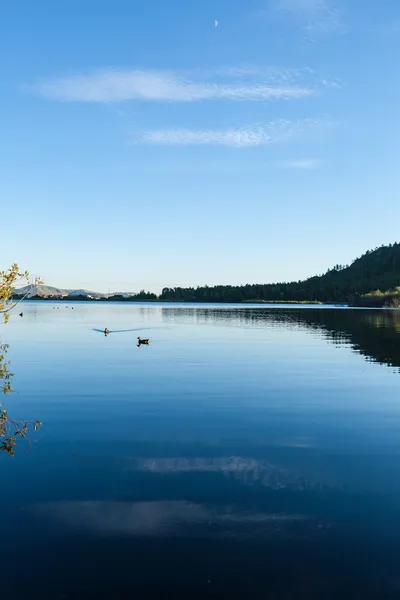 Lago da floresta com aves aquáticas — Fotografia de Stock