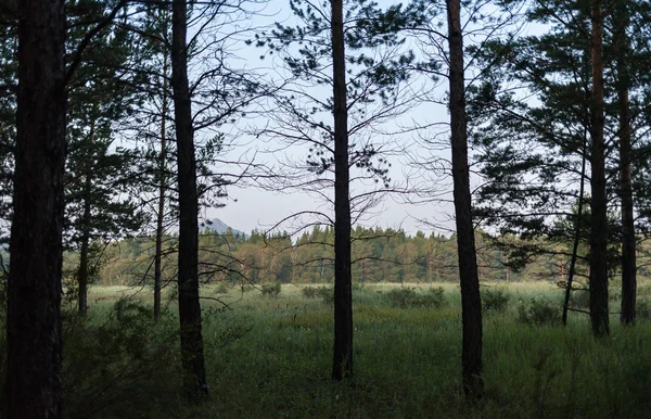 野生そのままの森 — ストック写真