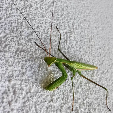 Beyaz duvarda peygamber devesi