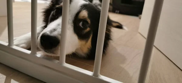 Szomorú Kiskutya Rács Mögött Borde Collie — Stock Fotó