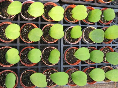 Orkide çiçek kreş