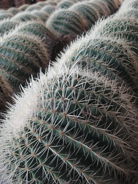 Cactussen — Stockfoto