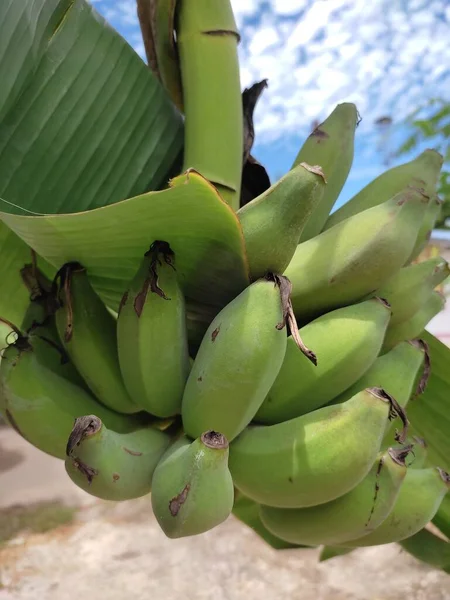 green raw banana old, near ripe hanging on the banana tree with branches and leaves