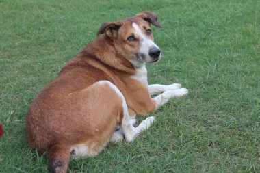 Seçici odaklı bir köpek resmi