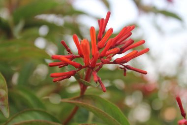 Seçici odaklı bir çiçek resmi