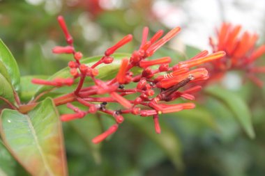 Seçici odaklı bir çiçek resmi