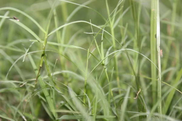 Picture Green Grass Selective Focus — Stock Photo, Image