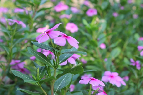 Bild Blomma Med Selektivt Fokus — Stockfoto