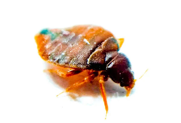 Bedbug Bílém Pozadí Selektivním Zaměřením — Stock fotografie