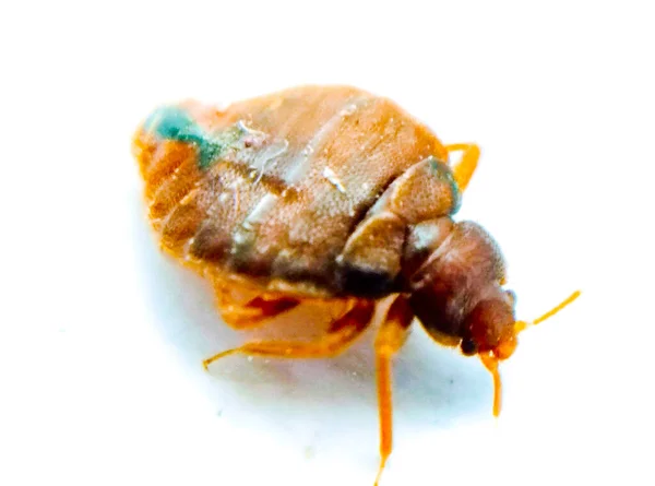 Bedbug Vit Bakgrund Med Selektivt Fokus — Stockfoto