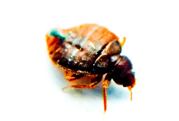 Bedbug Pada Latar Belakang Putih Dengan Fokus Selektif Stok Gambar