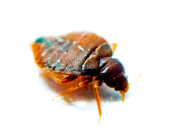 Bedbug Pada Latar Belakang Putih Dengan Fokus Selektif Stok Foto Bebas Royalti