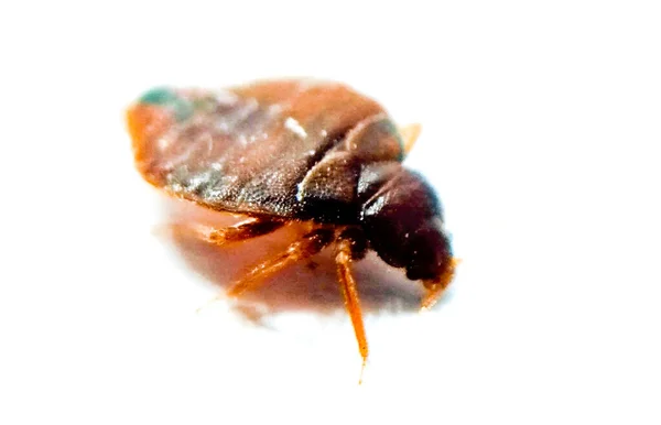 Bedbug Pada Latar Belakang Putih Dengan Fokus Selektif Stok Gambar