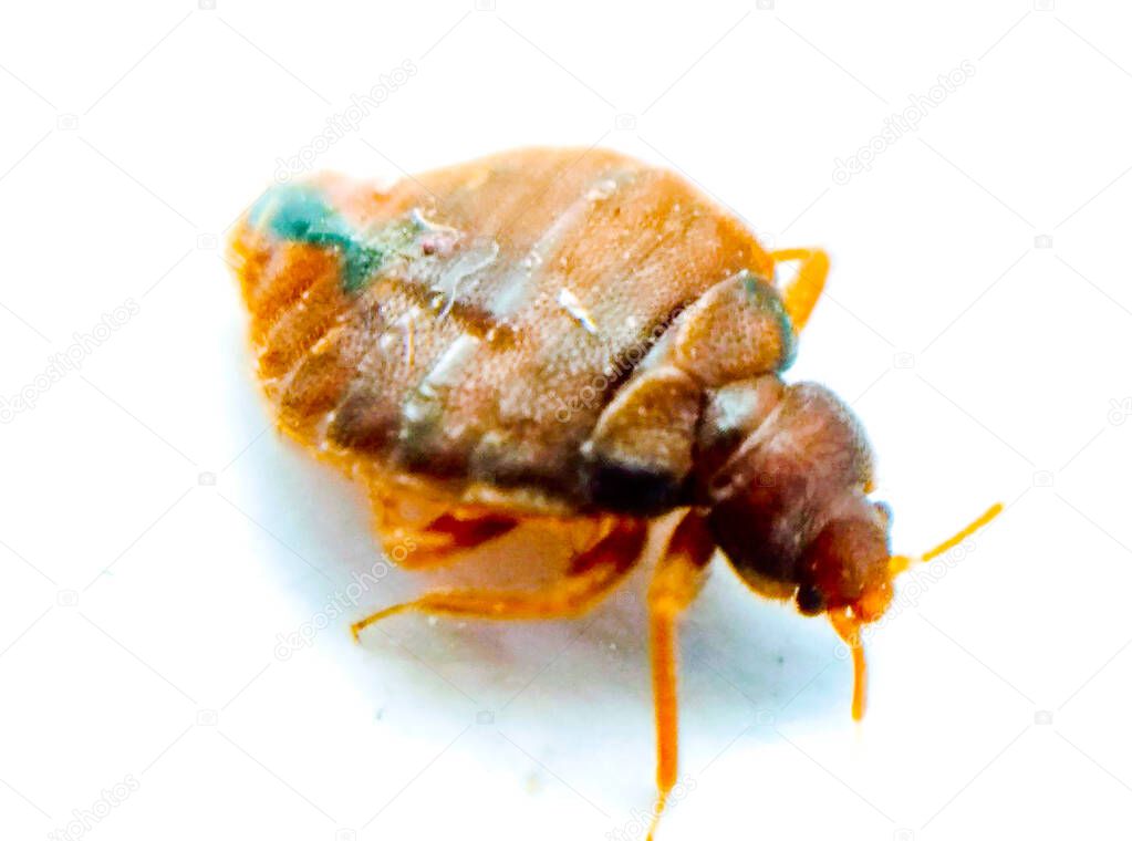 Bedbug on white background with selective focus