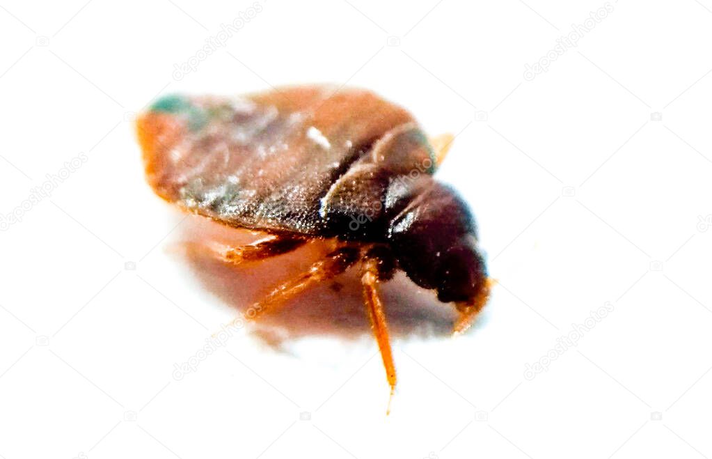 Bedbug on white background with selective focus