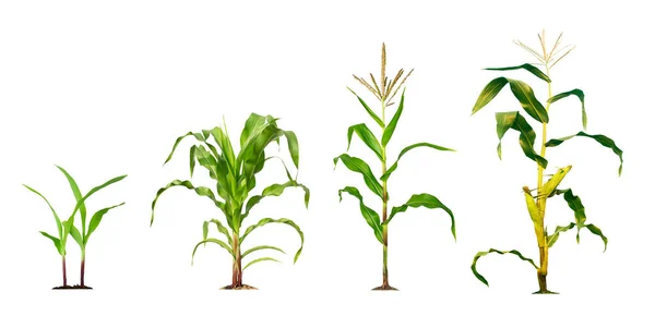 Corn Plant Growing Isolated White Background Garden Design Development Young — Stock Photo, Image