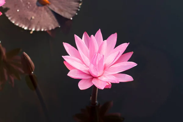 Florile Lotus Roz Înfloresc Apusul Soarelui Seara Înconjurate Frunze Verzi — Fotografie, imagine de stoc