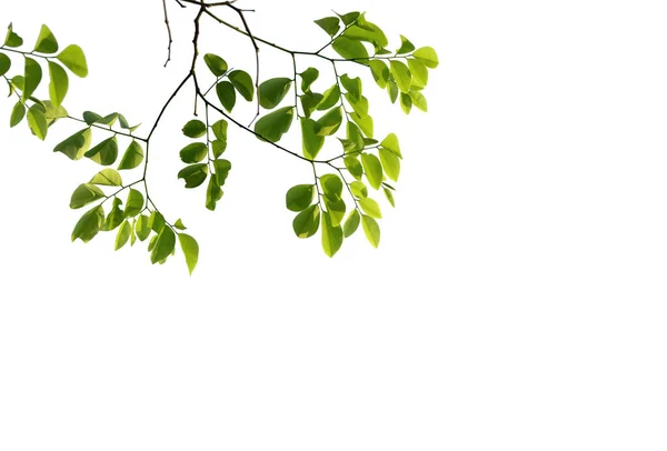 Beyaz Arka Planda Yeşil Yapraklar Dallar Izole Edilmiş Yazdırma Veya — Stok fotoğraf