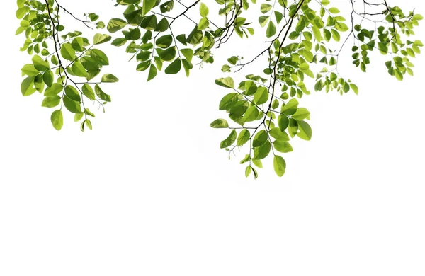 Feuilles Branches Vertes Isolées Sur Fond Blanc Modèles Naturels Printemps — Photo